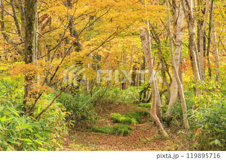 秋の尾瀬　草紅葉と森の紅葉　八木沢林道 119895716