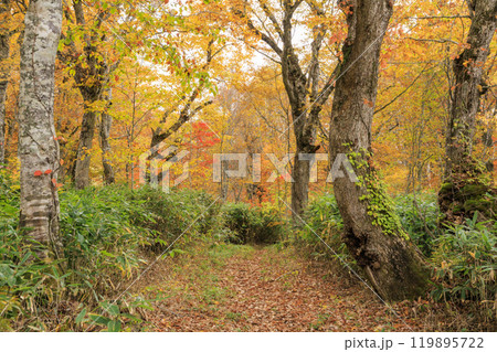 秋の尾瀬　草紅葉と森の紅葉　八木沢林道 119895722