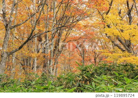 秋の尾瀬 草紅葉と森の紅葉 八木沢林道 秋の尾瀬 草紅葉と森の紅葉 八木沢林道 119895724