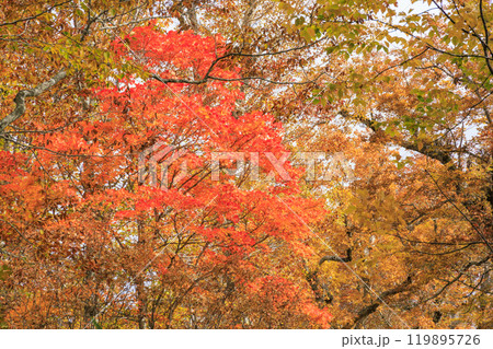 秋の尾瀬 草紅葉と森の紅葉 八木沢林道 秋の尾瀬 草紅葉と森の紅葉 八木沢林道 119895726