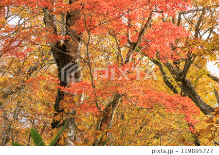秋の尾瀬　草紅葉と森の紅葉　八木沢林道 119895727