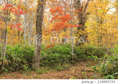 秋の尾瀬 草紅葉と森の紅葉 八木沢林道 秋の尾瀬 草紅葉と森の紅葉 八木沢林道 119895733
