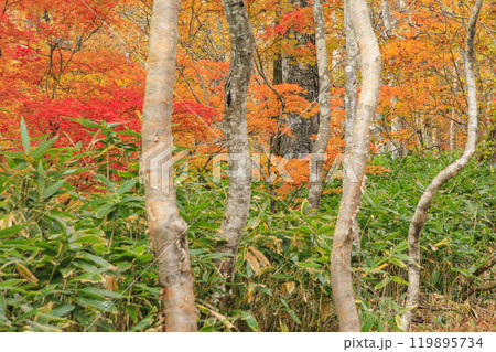 秋の尾瀬 草紅葉と森の紅葉 八木沢林道 秋の尾瀬 草紅葉と森の紅葉 八木沢林道 119895734