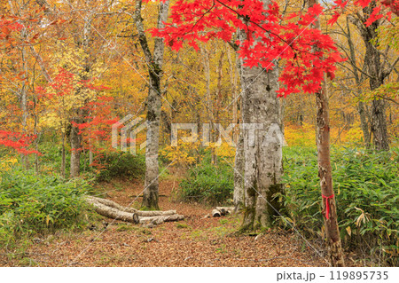 秋の尾瀬　草紅葉と森の紅葉　八木沢林道 119895735
