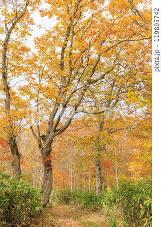 秋の尾瀬 草紅葉と森の紅葉 八木沢林道 秋の尾瀬 草紅葉と森の紅葉 八木沢林道 119895742