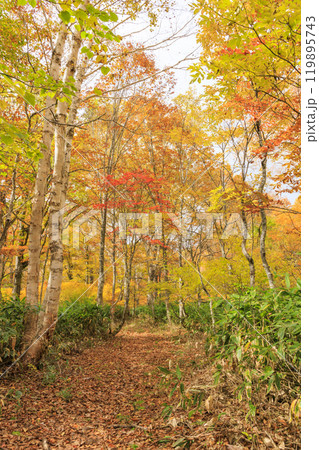 秋の尾瀬 草紅葉と森の紅葉 八木沢林道 秋の尾瀬 草紅葉と森の紅葉 八木沢林道 119895743