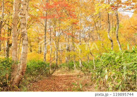 秋の尾瀬 草紅葉と森の紅葉 八木沢林道 秋の尾瀬 草紅葉と森の紅葉 八木沢林道 119895744