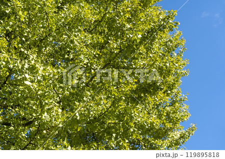 秋の風景　熊野大社のいちょうの木　山形県南陽市 119895818