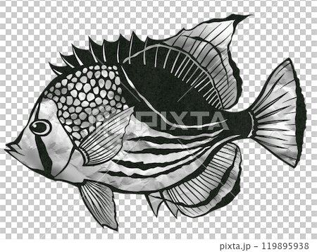 熱帶魚，黑白蝴蝶魚的黑白剪紙插圖。 119895938