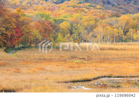 秋の尾瀬 草紅葉と森の紅葉 山ノ鼻〜竜宮 秋の尾瀬 草紅葉と森の紅葉 山ノ鼻〜竜宮 119896042