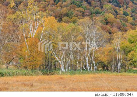 秋の尾瀬 草紅葉と森の紅葉 山ノ鼻〜竜宮 秋の尾瀬 草紅葉と森の紅葉 山ノ鼻〜竜宮 119896047