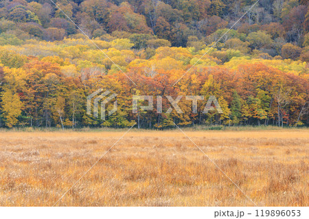 秋の尾瀬　草紅葉と森の紅葉　山ノ鼻〜竜宮 119896053