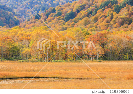 秋の尾瀬 草紅葉と森の紅葉 山ノ鼻〜竜宮 秋の尾瀬 草紅葉と森の紅葉 山ノ鼻〜竜宮 119896063