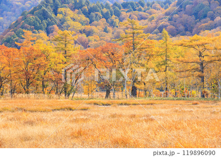 秋の尾瀬　草紅葉と森の紅葉　山ノ鼻〜竜宮 119896090