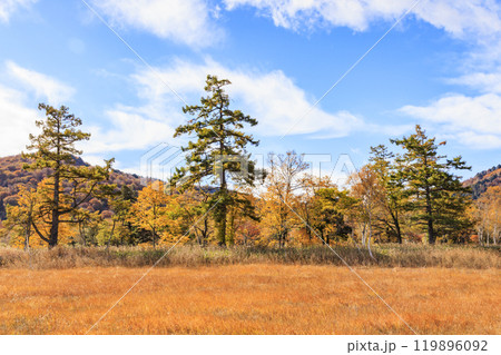 秋の尾瀬　草紅葉と森の紅葉　山ノ鼻〜竜宮 119896092