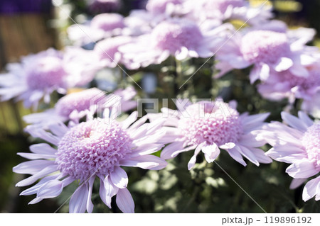 秋の風景 鮮やかに咲いた菊の花 山形県南陽市 秋の風景 鮮やかに咲いた菊の花 山形県南陽市 119896192