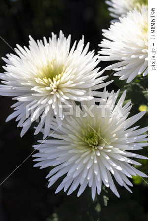 秋の風景　鮮やかに咲いた菊の花　山形県南陽市 119896196