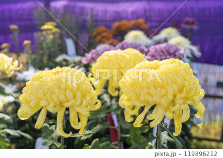 秋の風景　鮮やかに咲いた菊の花　山形県南陽市 119896212