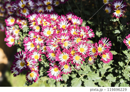 秋の風景　鮮やかに咲いた菊の花　山形県南陽市 119896229