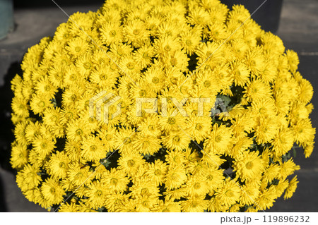 秋の風景 鮮やかに咲いた菊の花 山形県南陽市 秋の風景 鮮やかに咲いた菊の花 山形県南陽市 119896232
