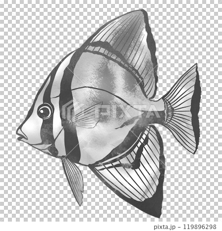 Black and white paper cut illustration of a saltwater fish, swallowfish 119896298