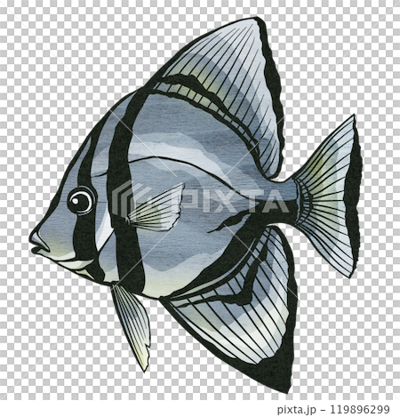 鹹水魚燕魚在大型魚群中游泳的剪圖插圖 119896299