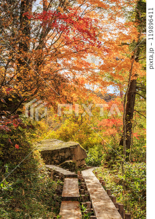 秋の尾瀬　草紅葉と森の紅葉　鳩待峠〜山ノ鼻 119896411