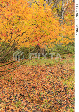 秋の尾瀬 草紅葉と森の紅葉 鳩待峠〜山ノ鼻 秋の尾瀬 草紅葉と森の紅葉 鳩待峠〜山ノ鼻 119896414