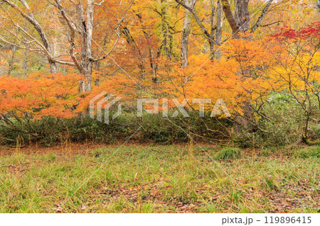 秋の尾瀬 草紅葉と森の紅葉 鳩待峠〜山ノ鼻 秋の尾瀬 草紅葉と森の紅葉 鳩待峠〜山ノ鼻 119896415