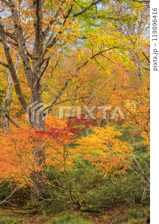 秋の尾瀬　草紅葉と森の紅葉　鳩待峠〜山ノ鼻 119896416