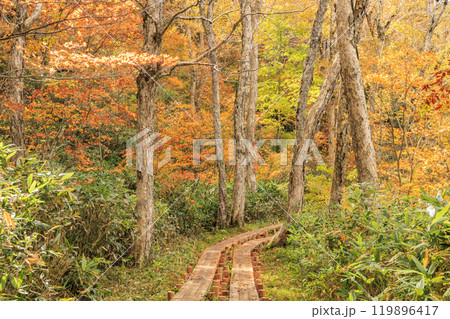 秋の尾瀬 草紅葉と森の紅葉 鳩待峠〜山ノ鼻 秋の尾瀬 草紅葉と森の紅葉 鳩待峠〜山ノ鼻 119896417