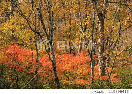 秋の尾瀬　草紅葉と森の紅葉　鳩待峠〜山ノ鼻 119896418