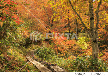 秋の尾瀬 草紅葉と森の紅葉 鳩待峠〜山ノ鼻 秋の尾瀬 草紅葉と森の紅葉 鳩待峠〜山ノ鼻 119896435