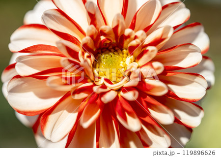 鮮やかに咲いたダリア（ダリヤ）　川西ダリヤ園　山形県川西町 119896626