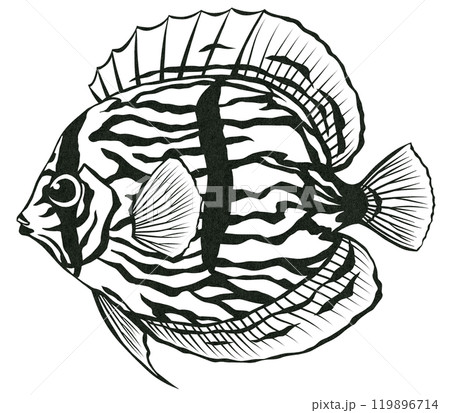 観賞魚ディスカスのシンプル白黒切り絵イラスト 119896714