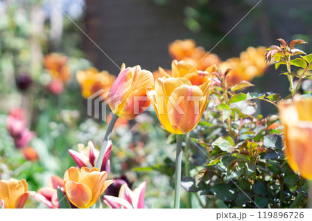 鮮やかなチューリップ 119896726