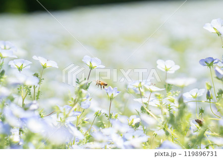 青いネモフィラの花 119896731