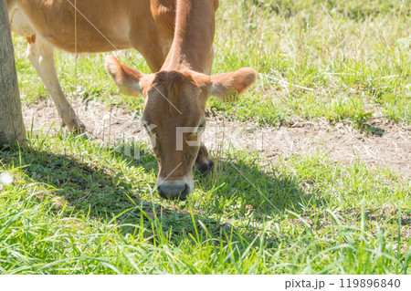 【放牧中の茶色い牛】 119896840