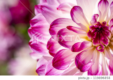 鮮やかに咲いたダリア（ダリヤ）　川西ダリヤ園　山形県川西町 119896858