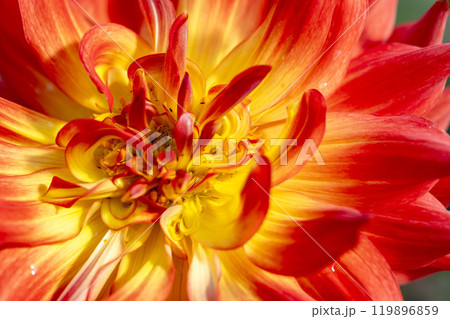 鮮やかに咲いたダリア（ダリヤ）　川西ダリヤ園　山形県川西町 119896859