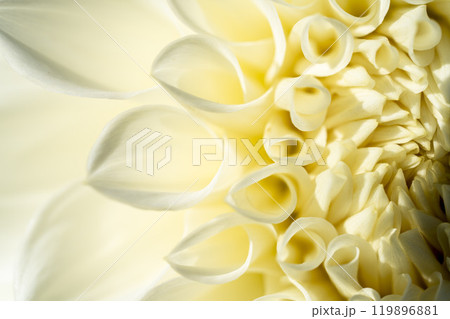 鮮やかに咲いたダリア（ダリヤ）　川西ダリヤ園　山形県川西町 119896881