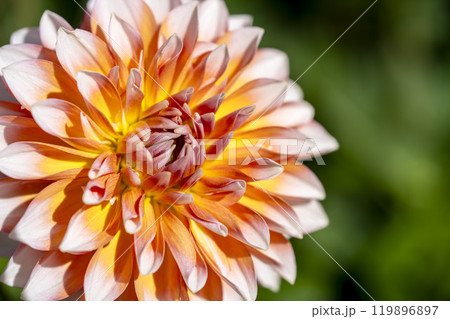 鮮やかに咲いたダリア(ダリヤ) 川西ダリヤ園 山形県川西町 鮮やかに咲いたダリア(ダリヤ) 川西ダリヤ園 山形県川西町 119896897