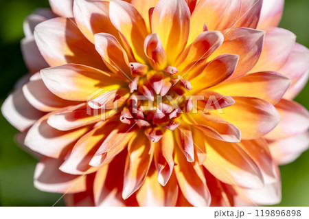 鮮やかに咲いたダリア(ダリヤ) 川西ダリヤ園 山形県川西町 鮮やかに咲いたダリア(ダリヤ) 川西ダリヤ園 山形県川西町 119896898