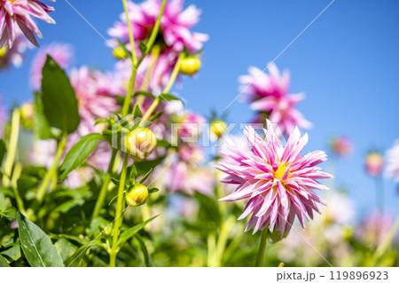 鮮やかに咲いたダリア(ダリヤ) 川西ダリヤ園 山形県川西町 鮮やかに咲いたダリア(ダリヤ) 川西ダリヤ園 山形県川西町 119896923