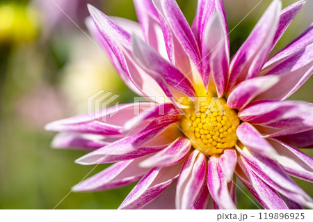 鮮やかに咲いたダリア（ダリヤ）　川西ダリヤ園　山形県川西町 119896925