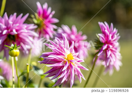 鮮やかに咲いたダリア（ダリヤ）　川西ダリヤ園　山形県川西町 119896926