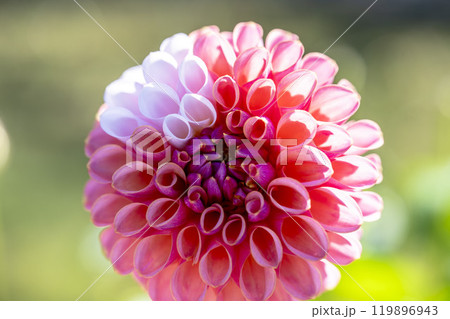 鮮やかに咲いたダリア（ダリヤ）　川西ダリヤ園　山形県川西町 119896943