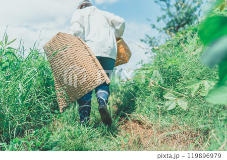 収穫かごと竹手箕を持って山に入る 119896979