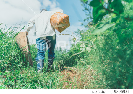 収穫かごと竹手箕を持って山に入る 119896981