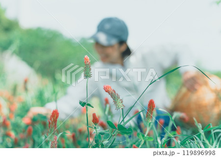 ストロベリーキャンドルを収穫する花卉農家 ストロベリーキャンドルを収穫する花卉農家 119896998